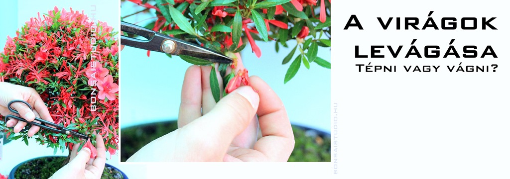 bonsai virag metszese egy rhododendron indicum azalearol